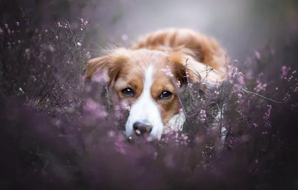 Picture look, dog, face, Heather