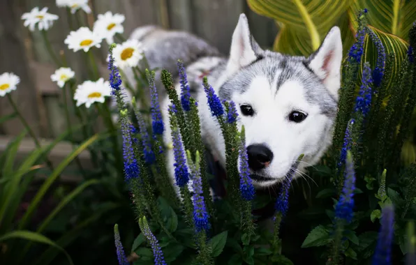 Summer, face, flowers, dog, garden, puppy, flowerbed, husky