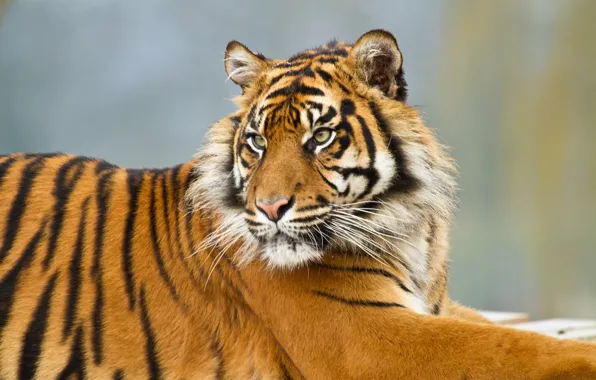 Picture cat, tiger, Sumatran
