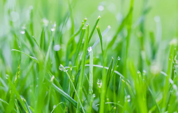 Picture grass, drops, Rosa, spring