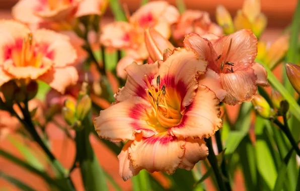 Flowers, garden, orange, a lot, the daylilies