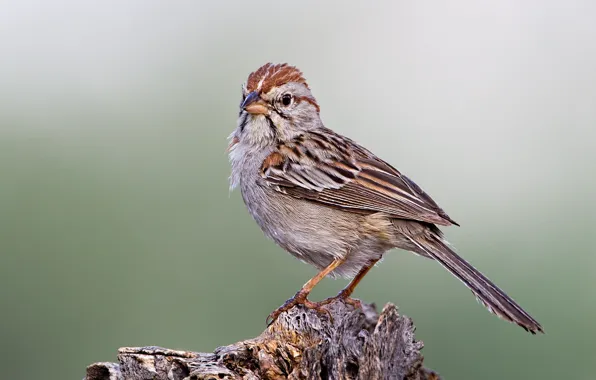 Bird, beak, tail, Sparrow Cassina
