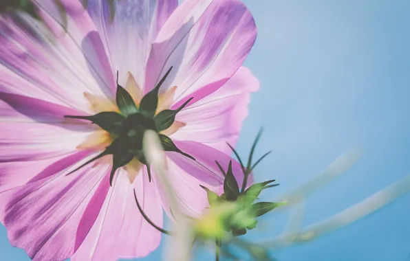 Flowers, petals, pink