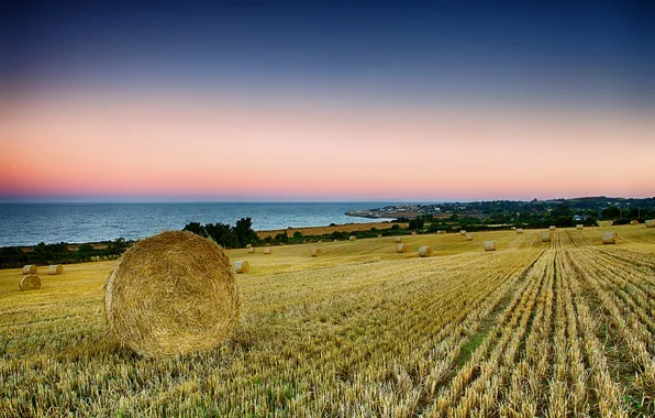 Sea, field, coast, morning, Ireland, harvesting, Graystone
