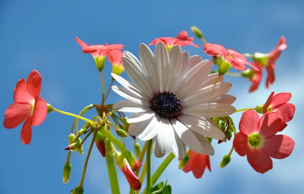 The sky, macro, nature, bouquet, petals