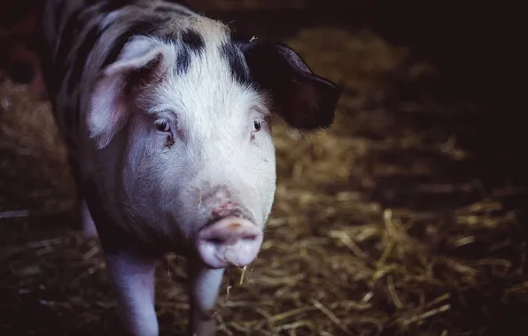 Background, the barn, pig