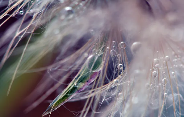 Grass, drops, macro