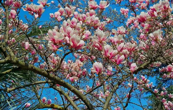 The sky, tree, spring, petals, Magnolia