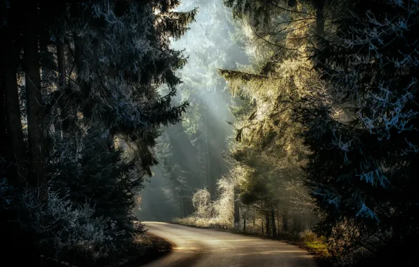 Frost, road, forest, light