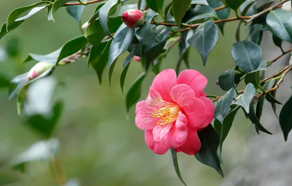 Picture leaves, flowers, branches, background, pink, buds, bokeh, Camellia