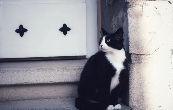 Cat, cat, look, pose, wall, black and white, face, column