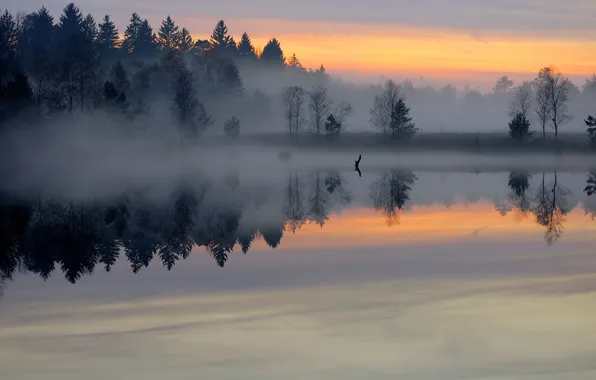 Picture forest, the sky, clouds, landscape, sunset, nature, fog, lake