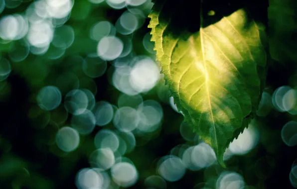 Leaves, the sun, macro, rays, green, background, widescreen, Wallpaper