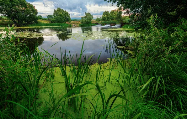 Trees, beauty, duckweed, sedge, lake, Pavel Abakumov