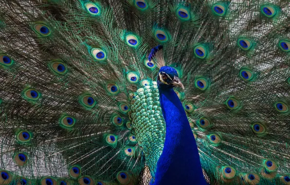 Animals, look, light, blue, green, bird, tail, peacock