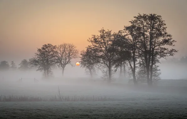 Field, sunset, fog