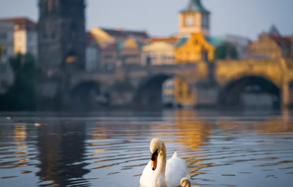 Picture birds, bridge, the city, river, building, Prague, Czech Republic, Swan