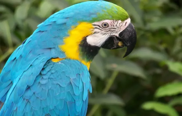 Bird, parrot, beak. blue