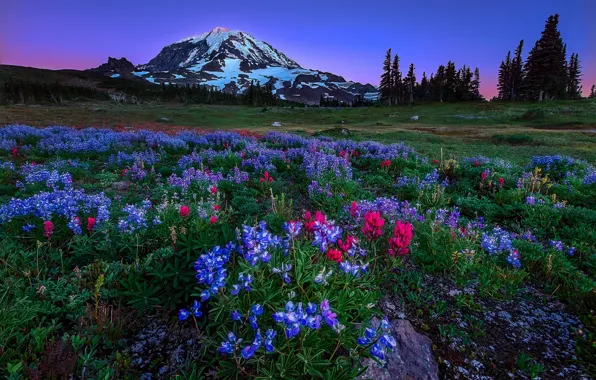 Picture trees, flowers, mountains, meadow, USA, Washington
