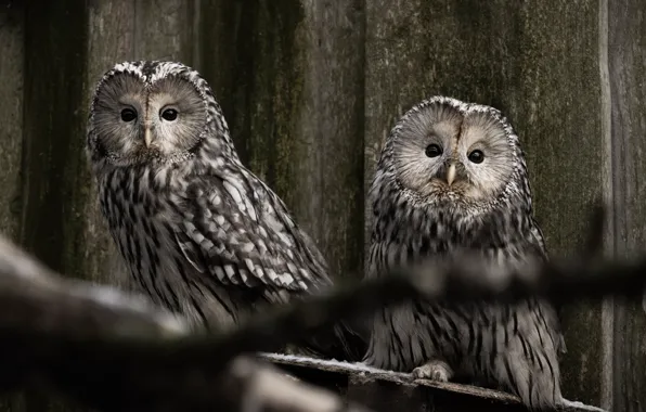 Look, birds, owl, bird, pair, owls, owl, Ural owl