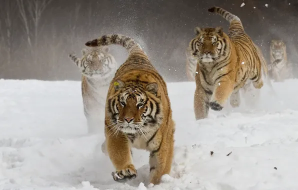 Winter, Tiger, Snow, Running, Tigers