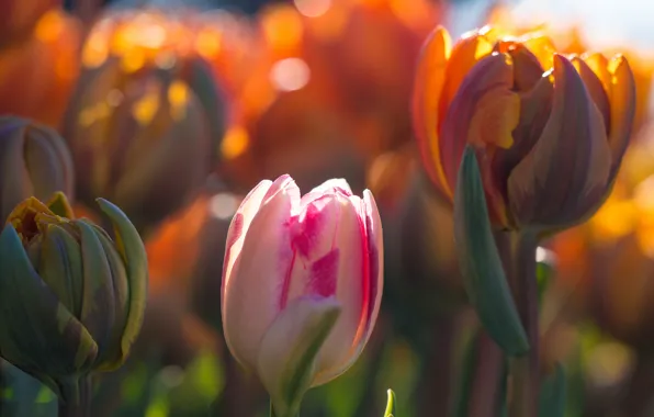 Macro, light, flowers, spring, Tulips, buds, bokeh