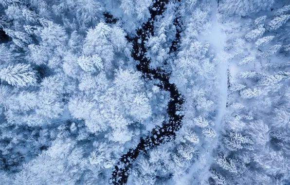 Winter, frost, forest, snow, trees, river, height, ate