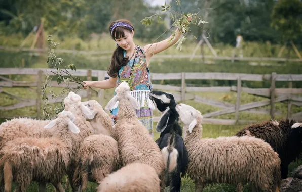 Nature, smile, sheep, Asian, the herd