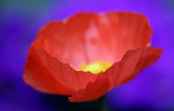 Flowers, paint, Mac, petals