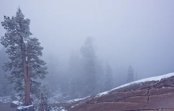 Picture landscape, nature, fog, tree, mountain