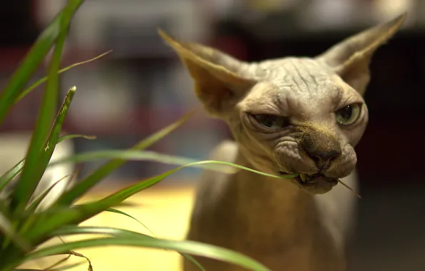 Picture cat, grass, eyes, cat, look, bald, Sphynx