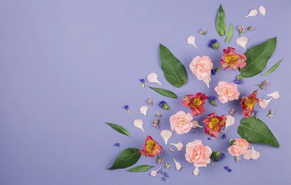 Purple, leaves, flowers, background, composition, clove, of limonium
