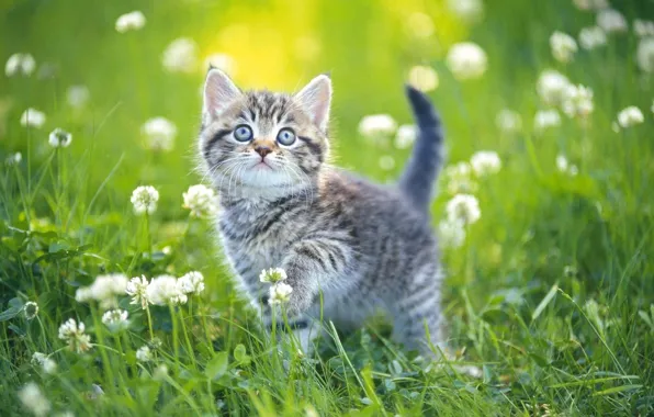 Summer, grass, kitty, day
