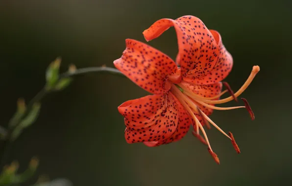 Picture macro, background, Lily, petals, stamens