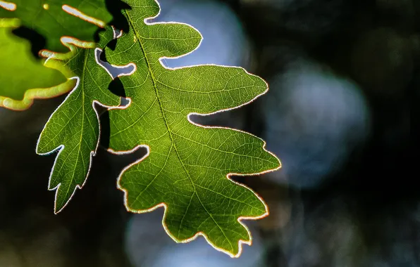 Leaves, background, oak