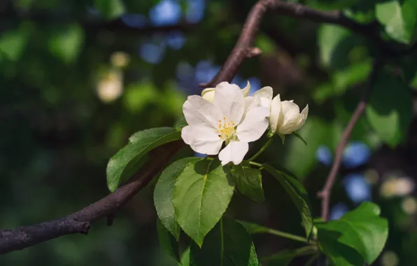 Leaves, flowers, the dark background, branch, spring, white, Apple, flowering