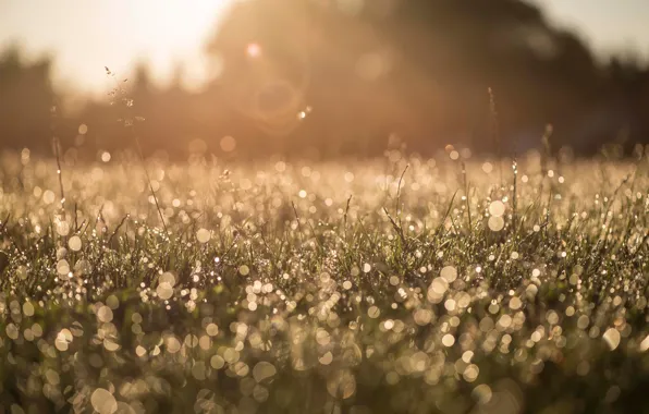 Picture grass, macro, nature, Rosa, glare, morning, bokeh