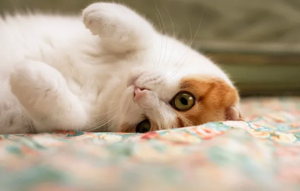 On the bed, spotted cat, lying on her back