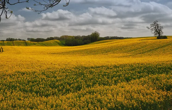 Field, the sun, clouds, trees, flowers, yellow