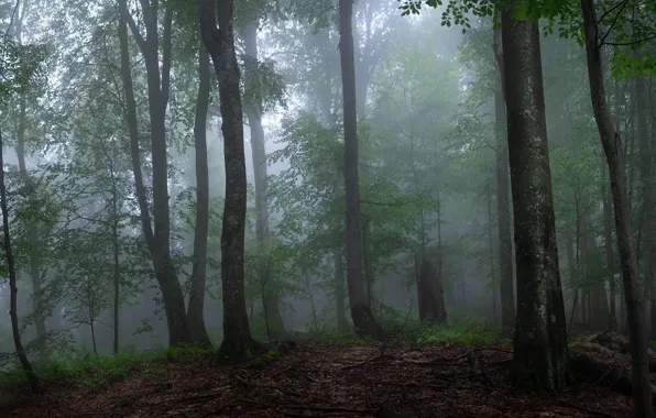 Picture forest, trees, nature, fog, Ukraine, Transcarpathia