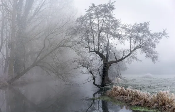 Picture nature, fog, river