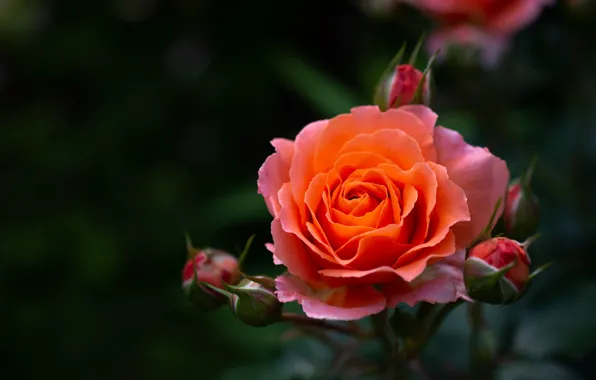 Macro, background, rose, petals, buds