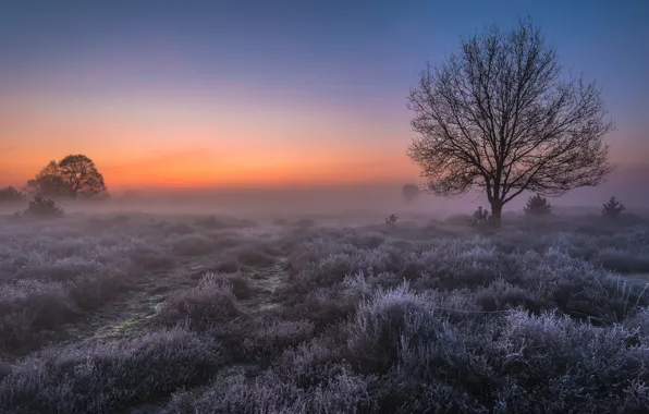 Frost, field, light, fog, tree, dawn, morning, Netherlands