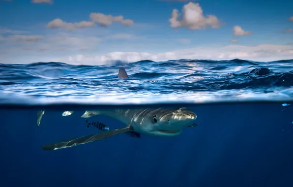 Picture sea, fish, Moka, blue shark