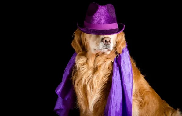 Each, dog, hat