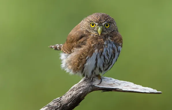 Look, background, bird, branch, green background, bitches, owl, sychik