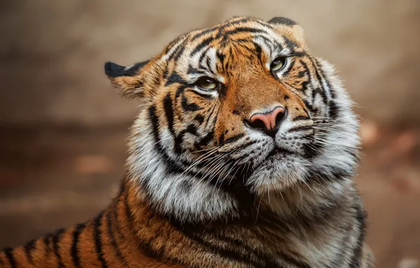 Picture look, face, tiger, background, portrait