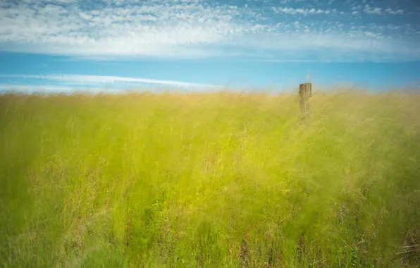 Picture summer, the sky, grass, nature