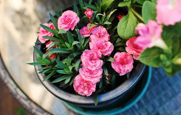 Flowers, pot, pink, pot, clove