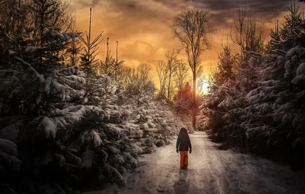 Winter, forest, sunset, people, walk